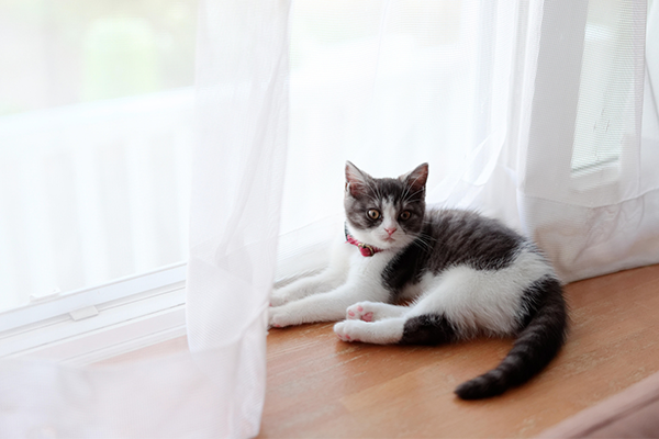 窓辺の子猫_ブログ用.png